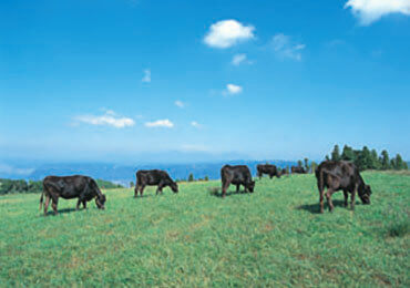 黒牛が育つ農場-藤嶺牧場 